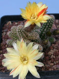 Echinopsis Chamaelobivia - El Nou Garden