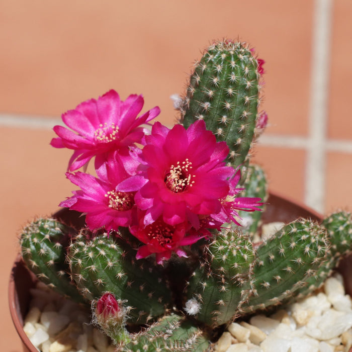 Echinopsis Chamaelobivia - El Nou Garden