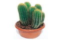 Echinopsis Narvaecensis - El Nou Garden