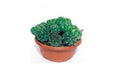 Echinopsis - El Nou Garden