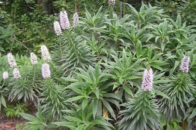Echium virescens - El Nou Garden