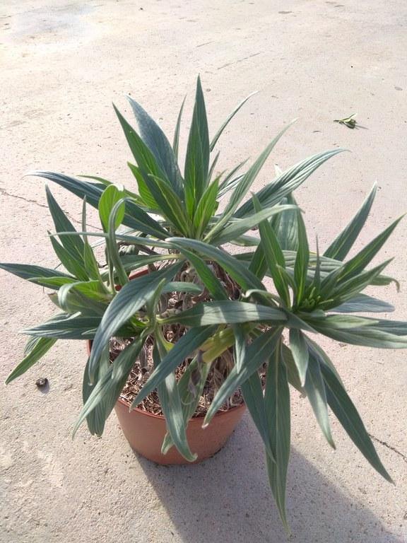 Echium virescens - El Nou Garden