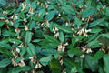 Eleagno Ebbingei - Elaeagnus ebbingei - El Nou Garden
