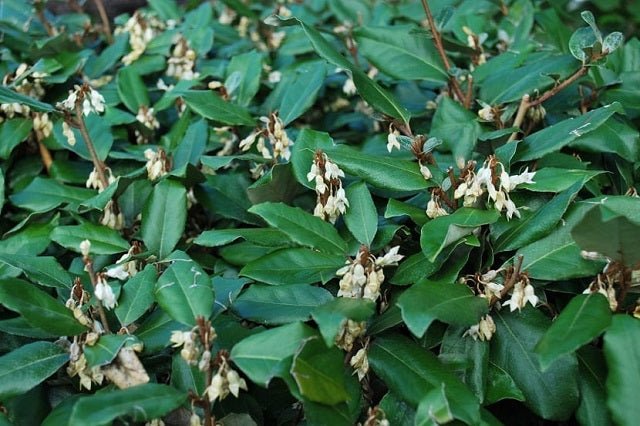 Eleagno Ebbingei - Elaeagnus ebbingei - El Nou Garden