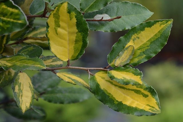 Eleagno Eleador - Elaeagnus ebbingei - El Nou Garden