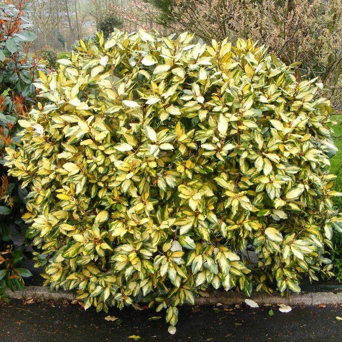 Eleagno Eleador - Elaeagnus ebbingei - El Nou Garden