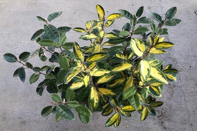 Eleagno Limelight - Elaeagnus ebbingei - El Nou Garden