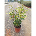 Eleagno Limelight - Elaeagnus ebbingei - El Nou Garden