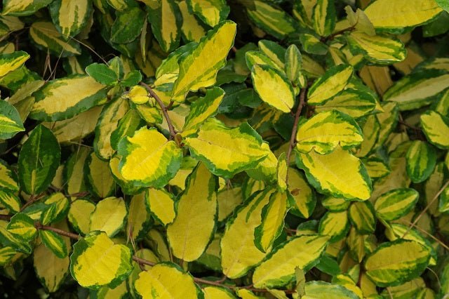 Eleagno Maculata aurea - Elaeagnus pungens Maculata Aurea - El Nou Garden