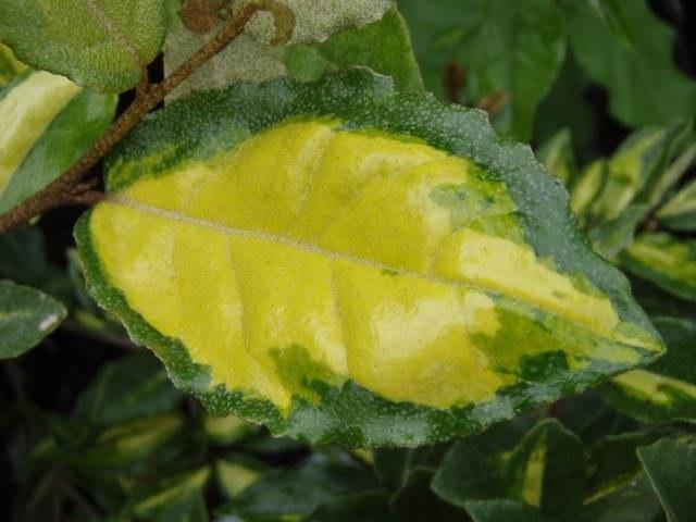 Eleagno Maculata aurea - Elaeagnus pungens Maculata Aurea - El Nou Garden