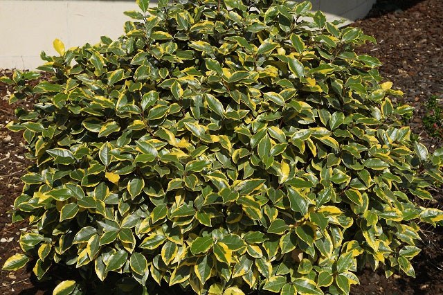 Eleagno Viveleg - Elaeagnus ebbingei - El Nou Garden