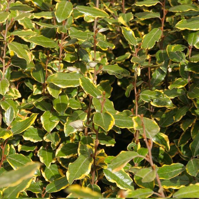 Eleagno Viveleg - Elaeagnus ebbingei - El Nou Garden
