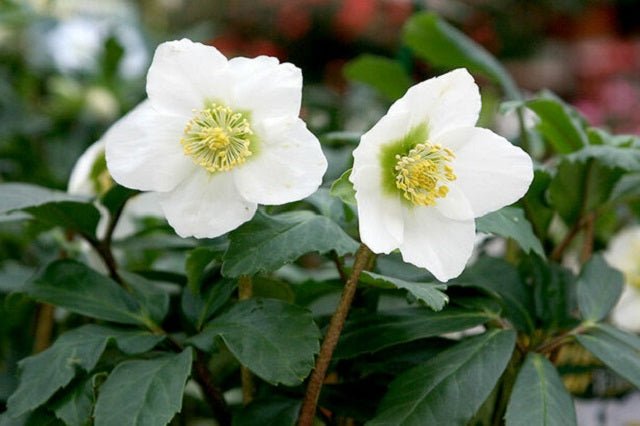 Eléboro - Helleborus niger - El Nou Garden