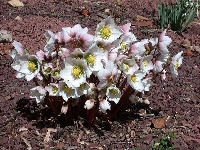 Eléboro - Helleborus niger - El Nou Garden