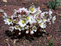 Eléboro - Helleborus niger - El Nou Garden