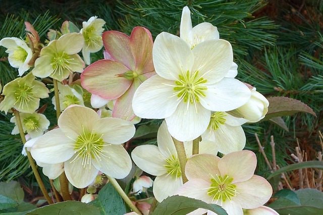 Eléboro Candy Love - Helleborus nigercors - El Nou Garden