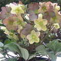 Eléboro Candy Love - Helleborus nigercors - El Nou Garden