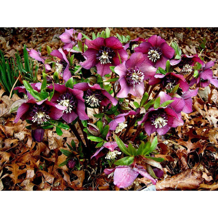 Eléboro oriental Anemone - Helleborus orientalis - El Nou Garden