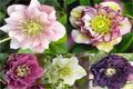 Eléboro oriental Double - Helleborus orientalis - El Nou Garden