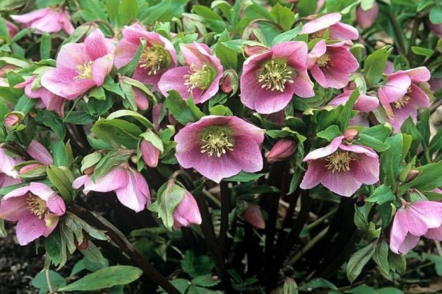 Eléboro oriental Single - Helleborus orientalis - El Nou Garden