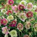 Eléboro oriental Single - Helleborus orientalis - El Nou Garden