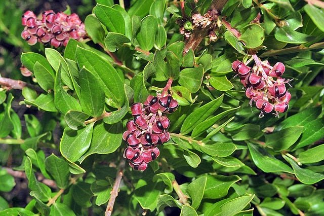 Emborrachacabras - Coriaria myrtifolia - Roldón - El Nou Garden