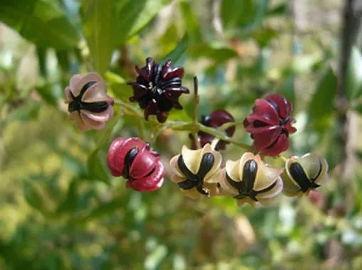 Emborrachacabras - Coriaria myrtifolia - Roldón - El Nou Garden