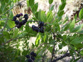 Emborrachacabras - Coriaria myrtifolia - Roldón - El Nou Garden