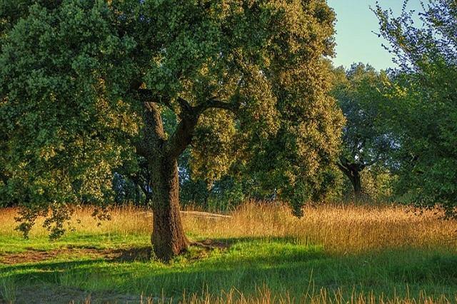 Encina - Quercus ilex - El Nou Garden
