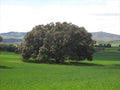 Encina - Quercus ilex - El Nou Garden