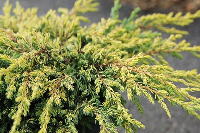 Enebro común Goldschatz - Juniperus communis - El Nou Garden
