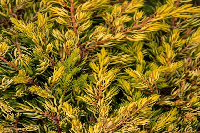 Enebro común Goldschatz - Juniperus communis - El Nou Garden