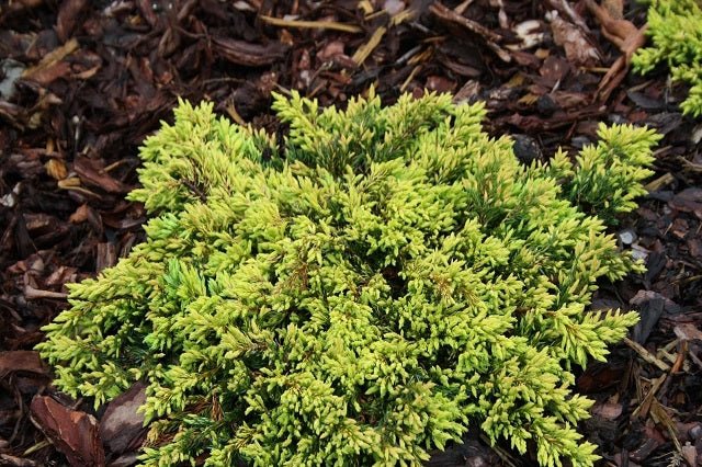 Enebro común Goldschatz - Juniperus communis - El Nou Garden