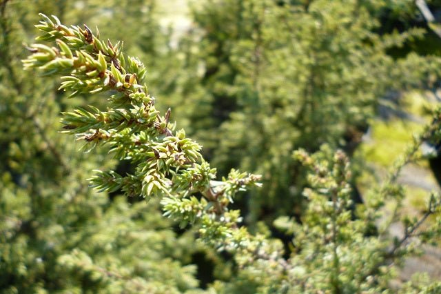 Enebro común Hibernica - Juniperus communis - El Nou Garden