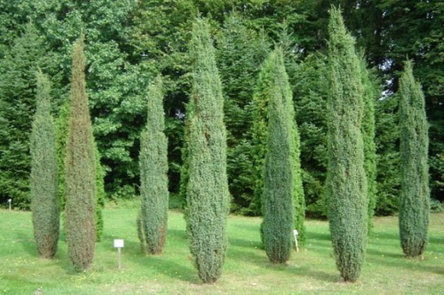 Enebro común Sentinel - Juniperus communis Sentinel - El Nou Garden
