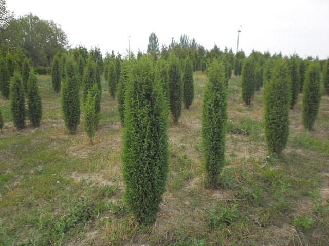 Enebro común Sentinel - Juniperus communis Sentinel - El Nou Garden