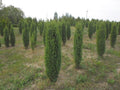 Enebro común Sentinel - Juniperus communis Sentinel - El Nou Garden
