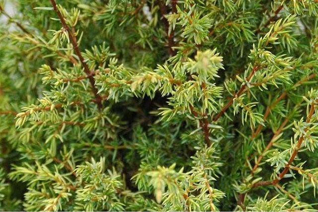Enebro común Suecica aurea - Juniperus communis - El Nou Garden