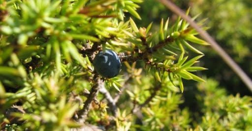 Enebro común Suecica aurea - Juniperus communis - El Nou Garden