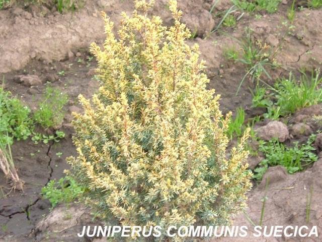 Enebro común Suecica aurea - Juniperus communis - El Nou Garden