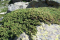 Enebro enano Alpina - Juniperus communis - El Nou Garden