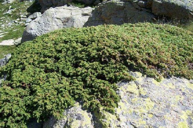 Enebro enano Alpina - Juniperus communis - El Nou Garden