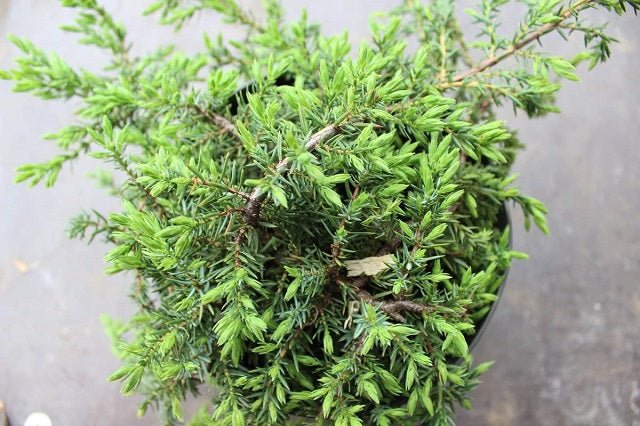 Enebro enano Green Carpet - Juniperus communis - El Nou Garden