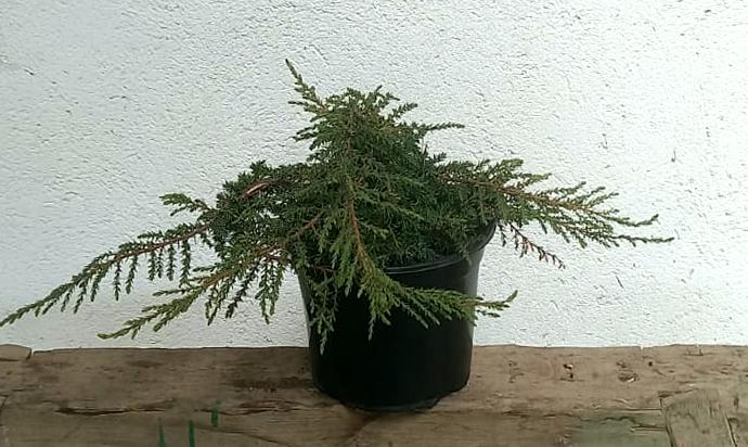 Enebro enano Green Carpet - Juniperus communis - El Nou Garden