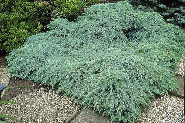 Enebro escamoso Blue Carpet - Juniperus squamata - El Nou Garden