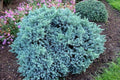 Enebro escamoso Blue Star - Juniperus squamata - El Nou Garden