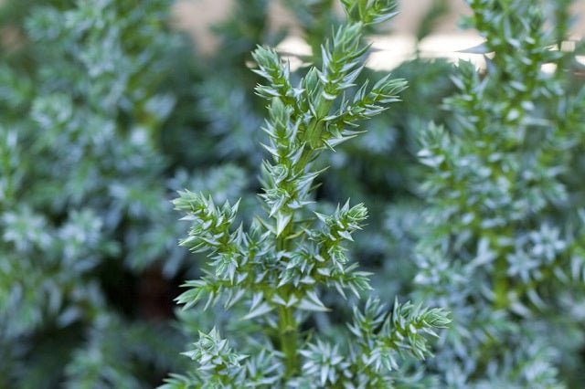Enebro escamoso Loderi - Juniperus squamata - El Nou Garden