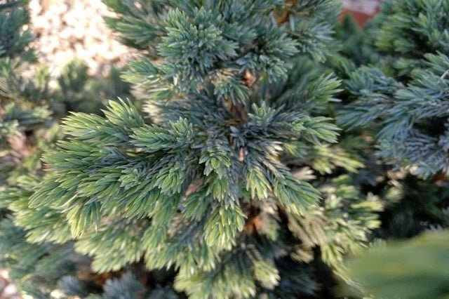 Enebro escamoso Meyeri - Juniperus squamata - El Nou Garden