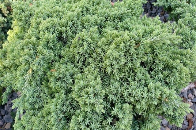 Enebro llorón enano - Juniperus procumbens nana - El Nou Garden