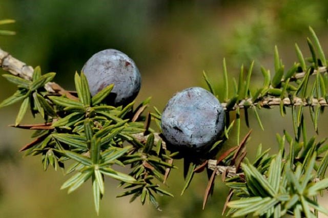 Enebro marítimo - Juniperus oxycedrus macrocarpa - El Nou Garden